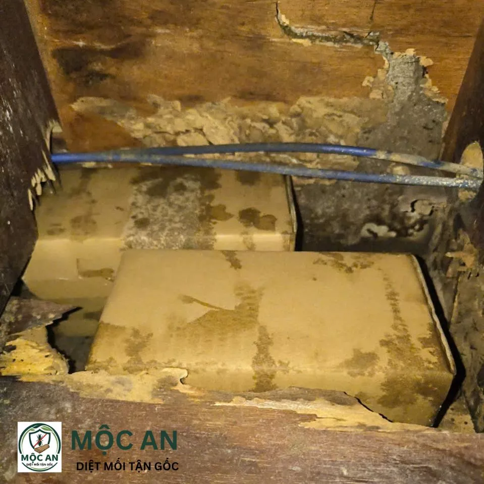 Dấu hiệu mối 5