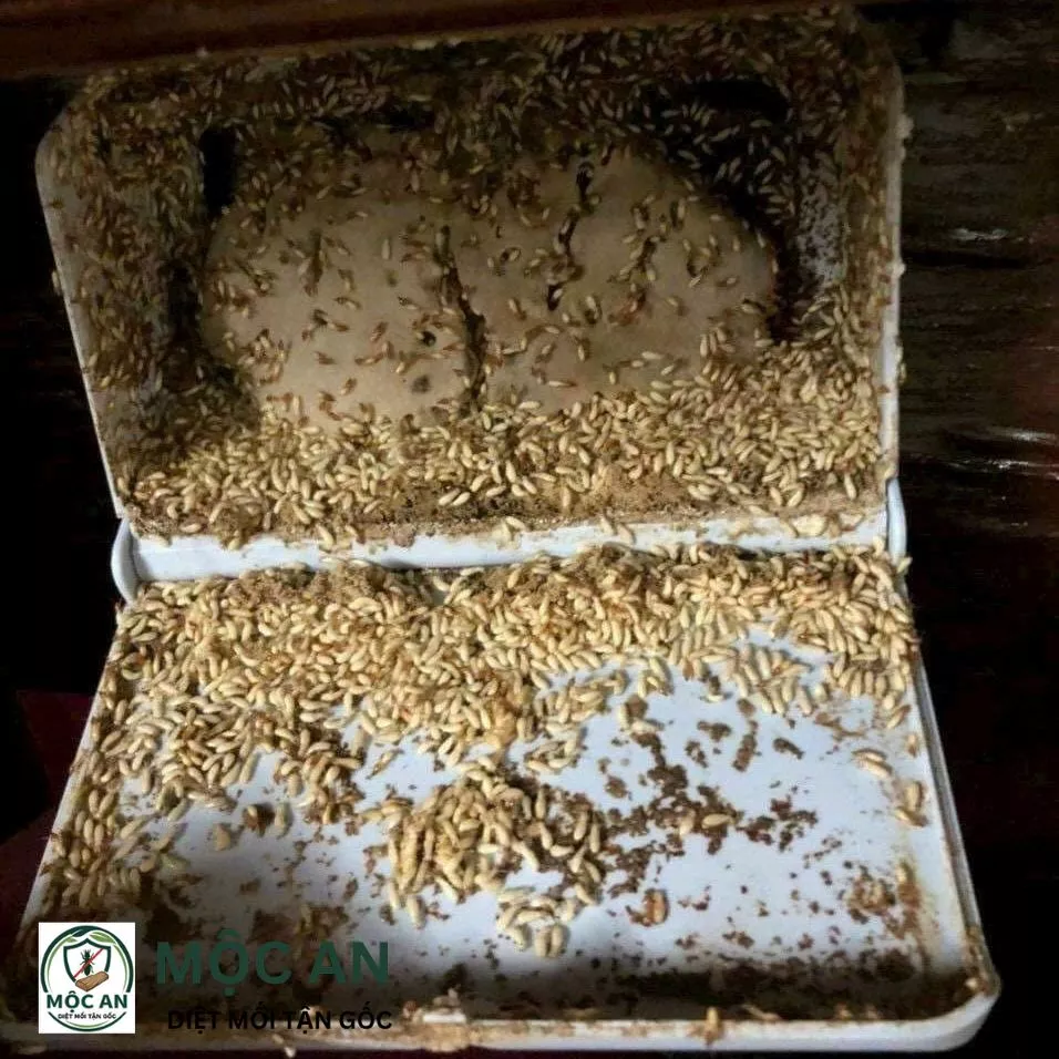 Dấu hiệu mối 2