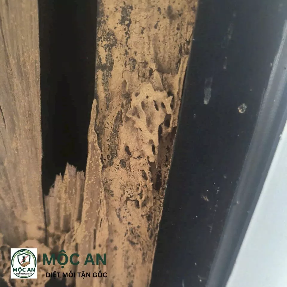 Dấu hiệu mối 1