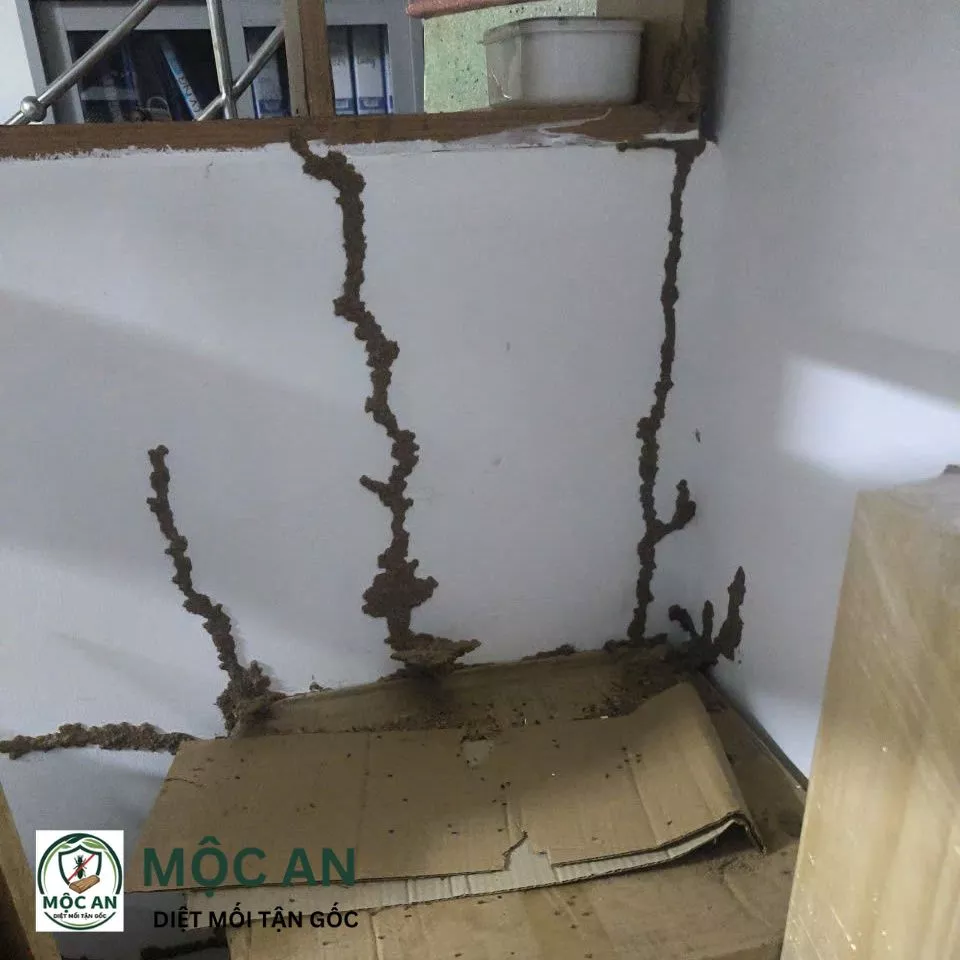 Dấu hiệu mối 6